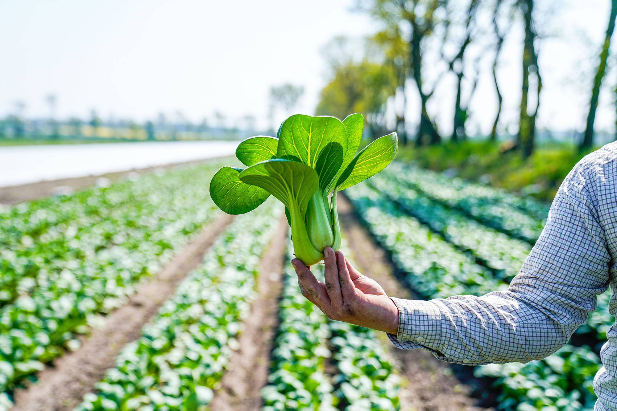 Pak Choi